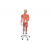 model mięśni ludzkich z podwójną płcią na metalowym stojaku, 45 części - 3b smart anatomy kat. 1013881 b50 3b scientific modele anatomiczne 4